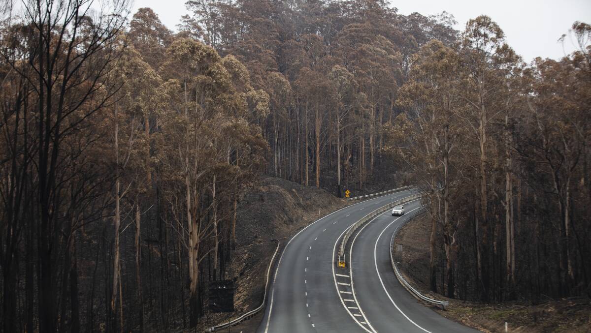 The forest leading into Mogo, blackened by bushfires but the roads are ready to carry tourists back to the coast. Picture: Jamila Toderas