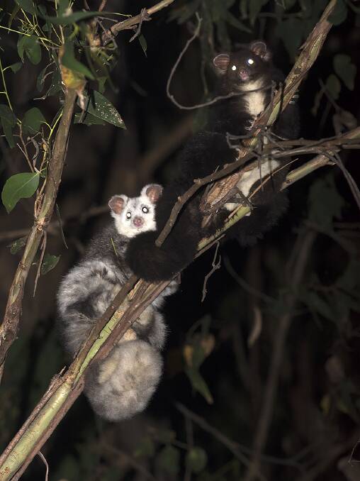 Greater gliders. The "small gliding koalas" are under increased threat because of the bushfires. Picture: Tim Bawden