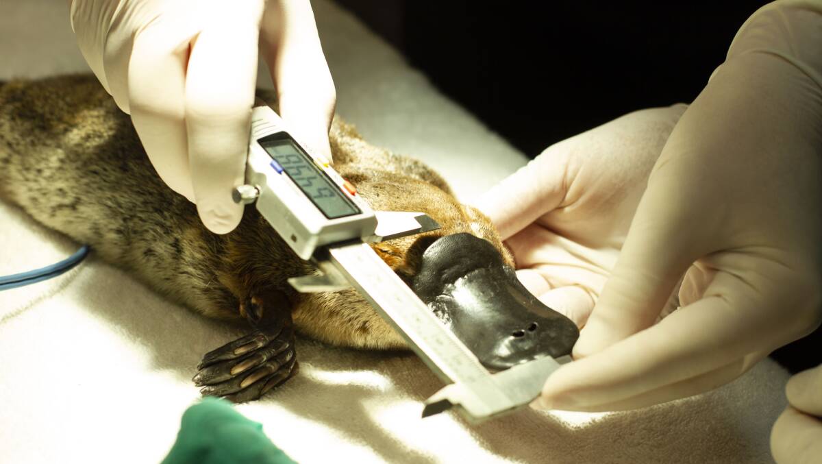 A platypus rescued from Tidbinbilla being treated at Taronga Zoo. Photo: Supplied.