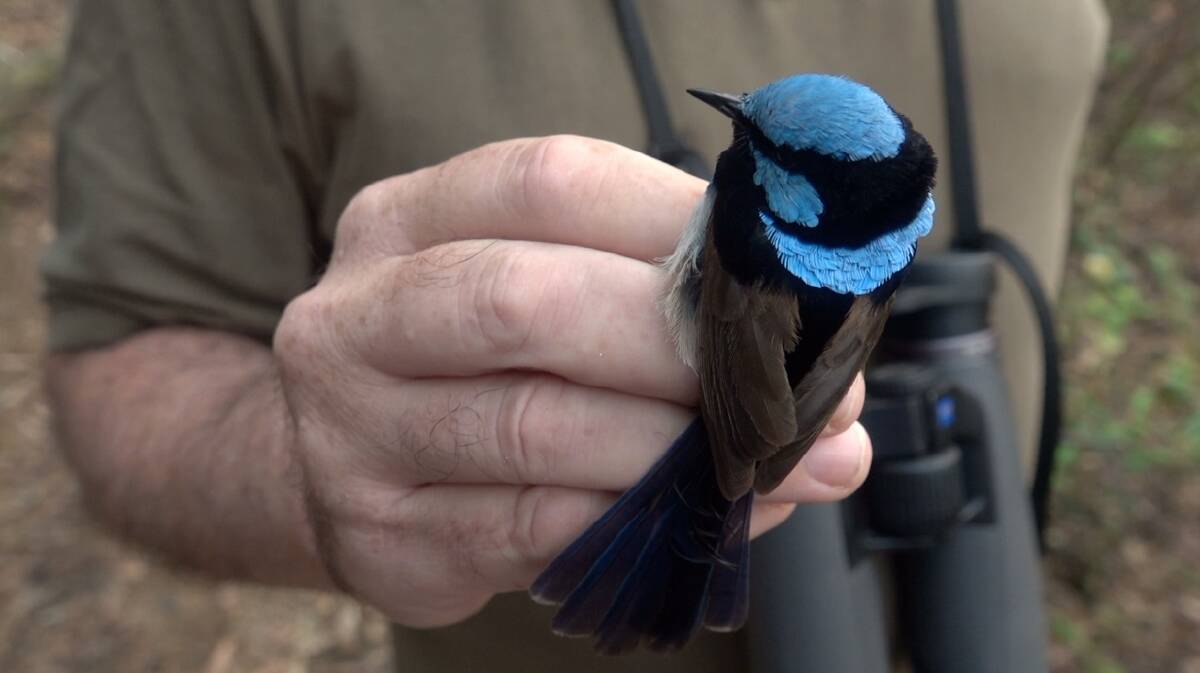A superb fairy-wren being ringed at the ACT Botanic Gardens. Picture: Steve Evans.
