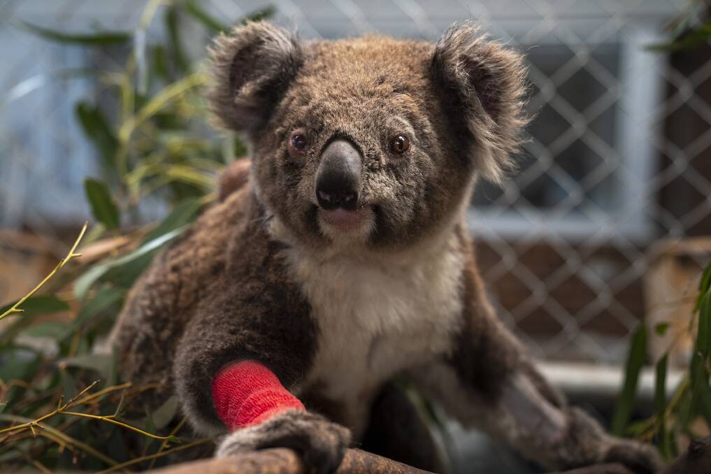 One of the rescued koalas receiving the "five-star" treatment. Picture: ANU