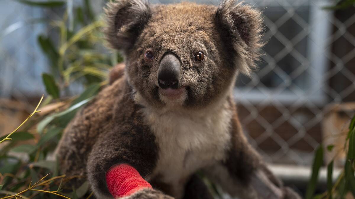 A koala recovers from burns sustained during this summer's bushfires. Picture: ANU