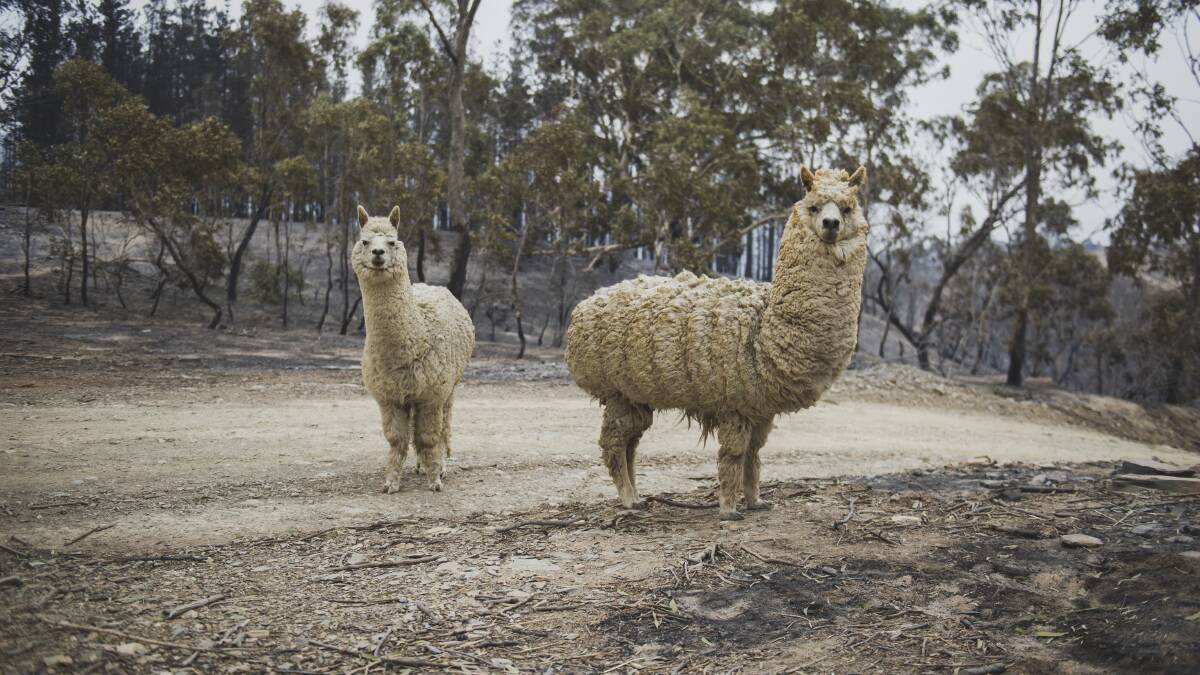 Annika Safe and Stephen Littlehales' alpacas, which survived the fire that destroyed their Bumbalong Valley home on Saturday. Picture: Dion Georgopoulos