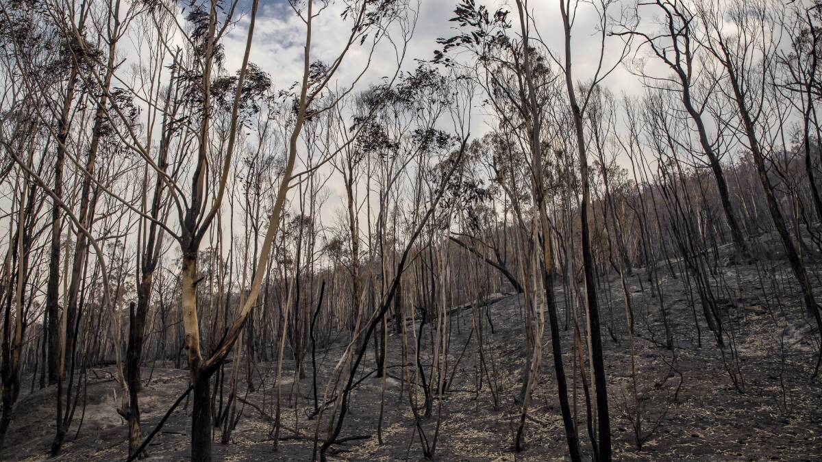 Burnt out trees line the hills surrounding the Orroral Valley after the bushfire spread through the area over the past week. Picture: Sitthixay Ditthavong