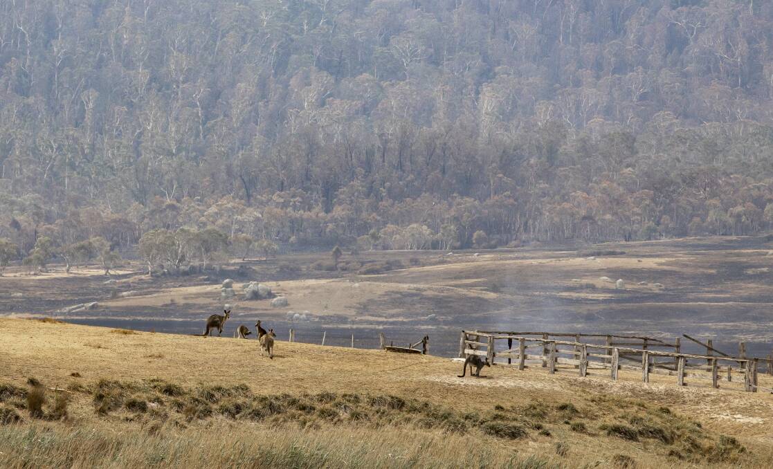 Eastern grey kangaroos are seen in the Orroral Valley on Sunday after a bushfire swept through the area over the past week. Picture: Sitthixay Ditthavong
