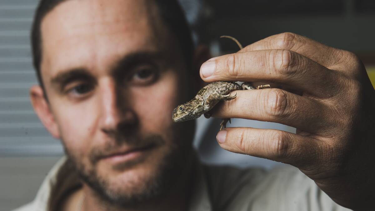 ACT Parks and Conservation ecologist Brett Howland with an earless dragon. Picture: Dion Georgopoulos