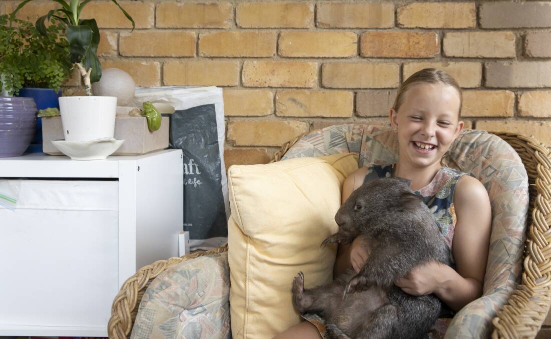 Nine-year-old Madison Gale, pictured with Harriet the wombat, baked and sold cupcakes to raise money for wildlife affected by the bushfires. Picture: Sitthixay Ditthavong