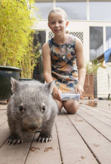 Nine-year-old Madison Gale with Harriet the wombat. Picture: Sitthixay Ditthavong.