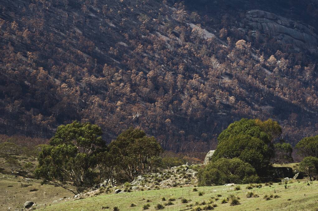 $8m will be spent on alpine bushfire rehabilitation, including in the ACT's Namadgi National Park, pictured. Picture: Dion Georgopoulos