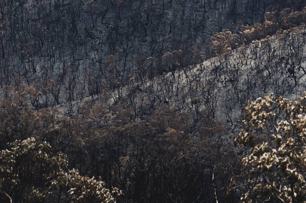 The aftermath at Namadgi National Park from the Orroral Valley fire. Picture: Dion Georgopoulos