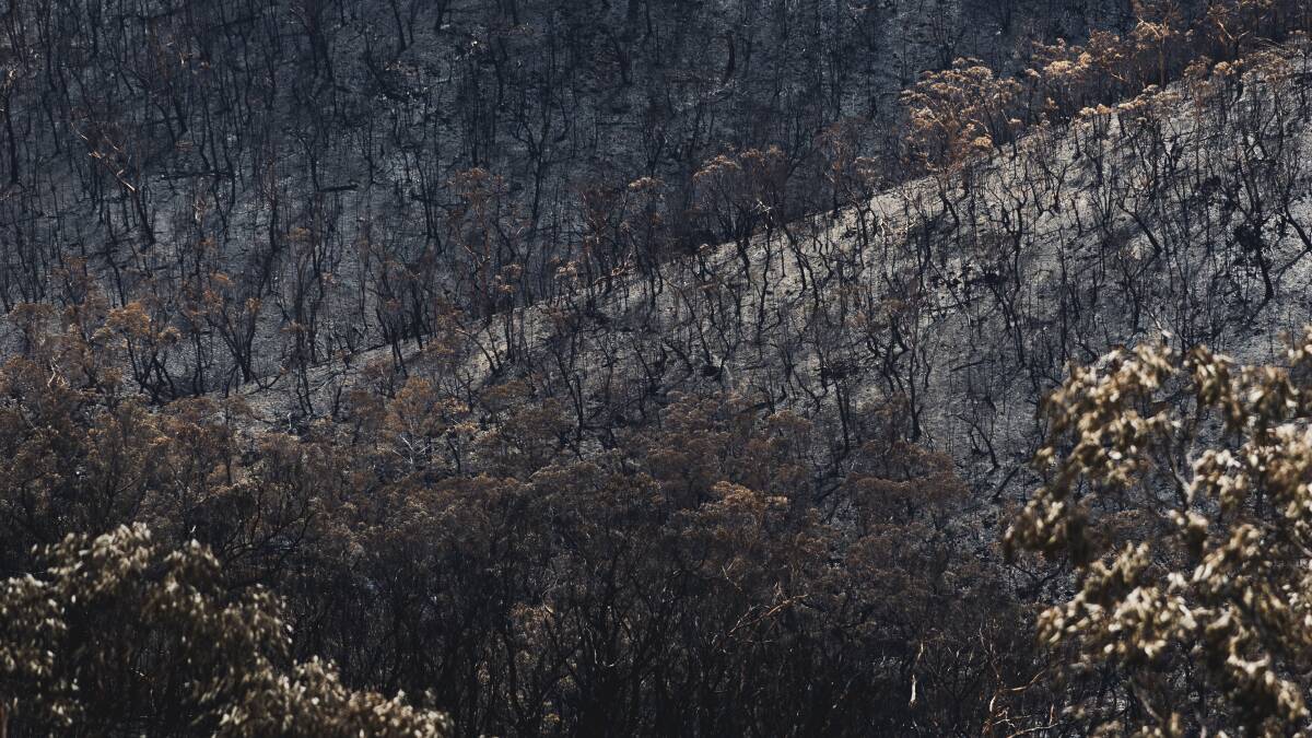 The aftermath at Namadgi National Park from the Orroral Fire. Picture: Dion Georgopoulos