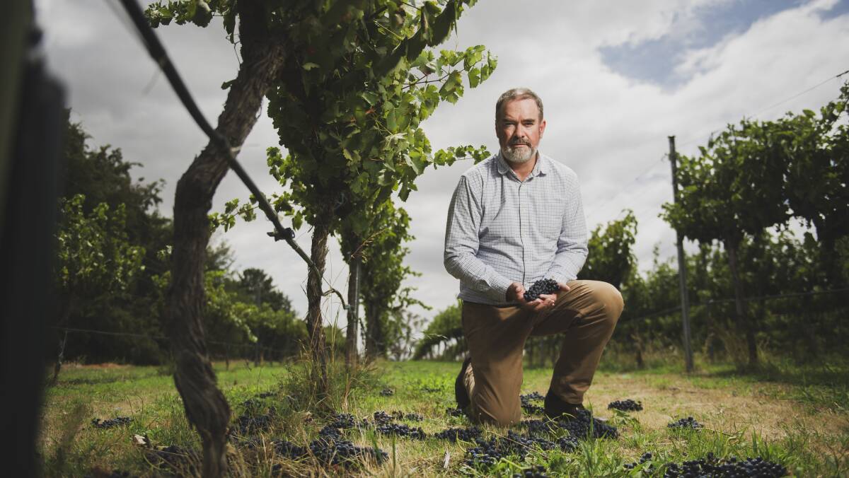 Chief winemaker of Clonakilla Wines Tim Kirk. Picture: Dion Georgopoulos