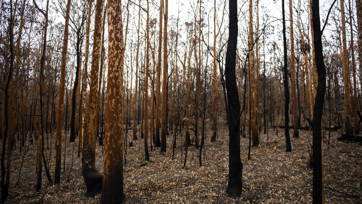 Approximately 35 million hectares burnt across Australia over the last bushfire season, but our system of disaster recovery funding was not built for a crisis of this scale. Picture: Dion Georgopoulos