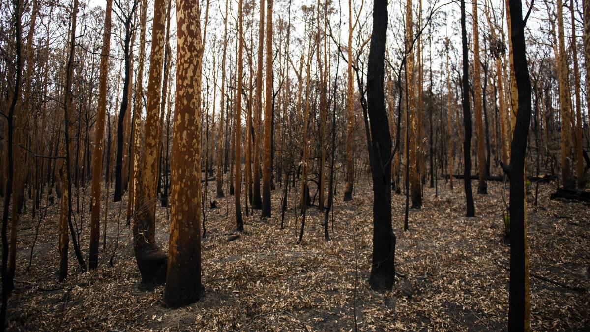 The impact of the bushfires at Malua Bay. Ecologists say the coronavirus pandemic has hampered efforts to monitor how species are recovering after the fires. Picture: Dion Georgopoulos