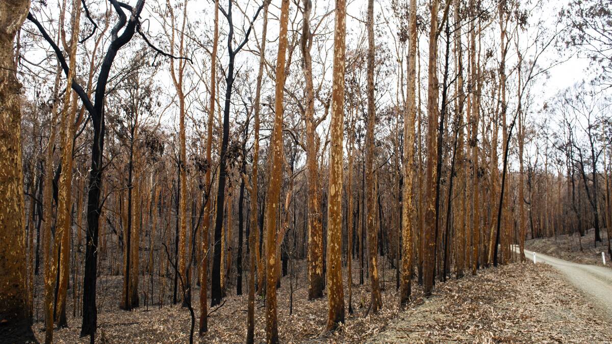 It will take many years to recover from the effects of the fires. Picture: Dion Georgopoulos