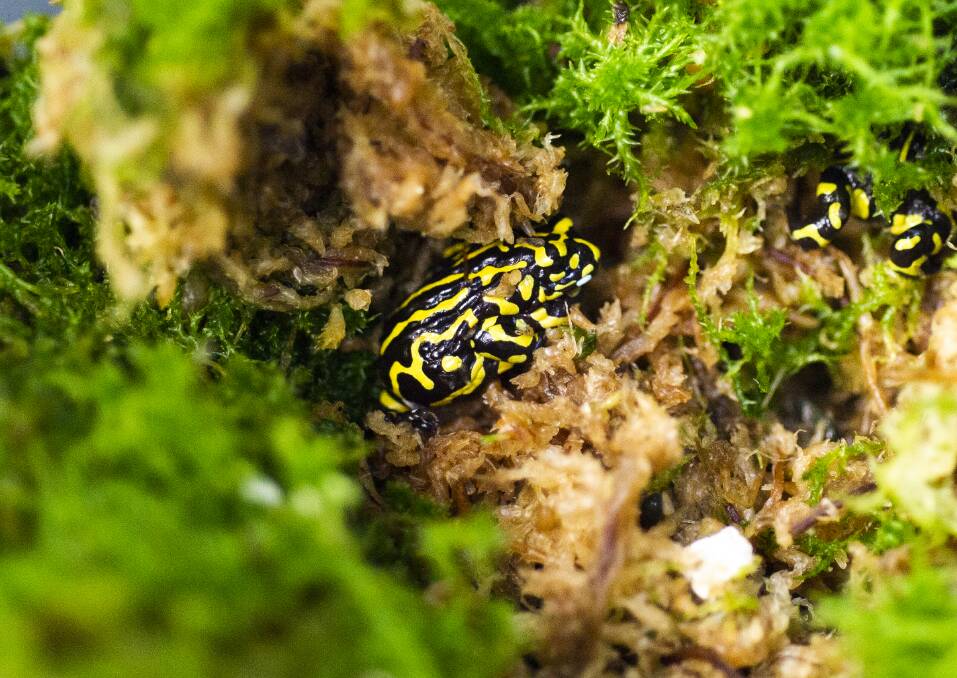 The critically endangered northern corroboree frogs returned to Tidbinbilla after they were evacuated due to bushfire risk. Picture: Dion Georgopoulos.