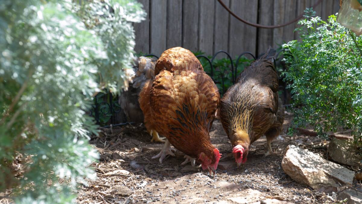 The chooks enjoying the extended hen run Picture: Elesa Kurtz