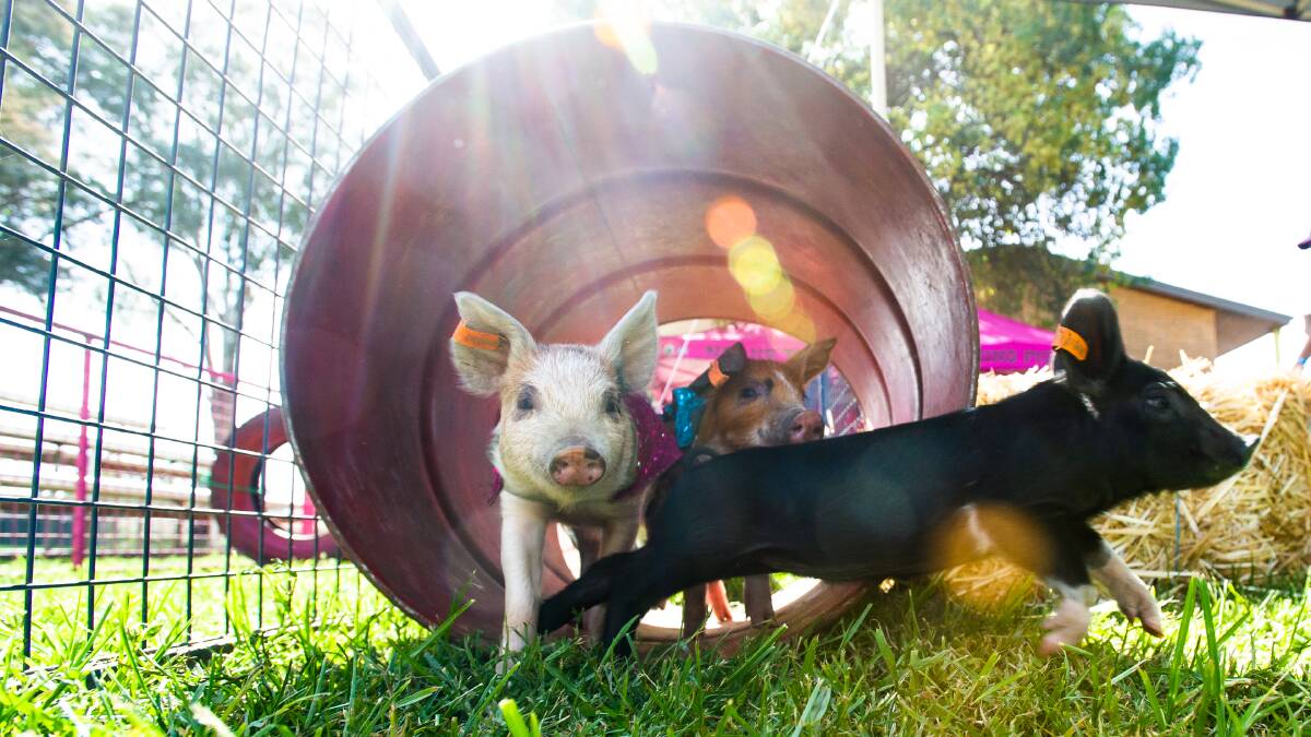 Pig racing will be one of the many attractions to draw punters at this year's Canberra Show. Picture: Elesa Kurtz 