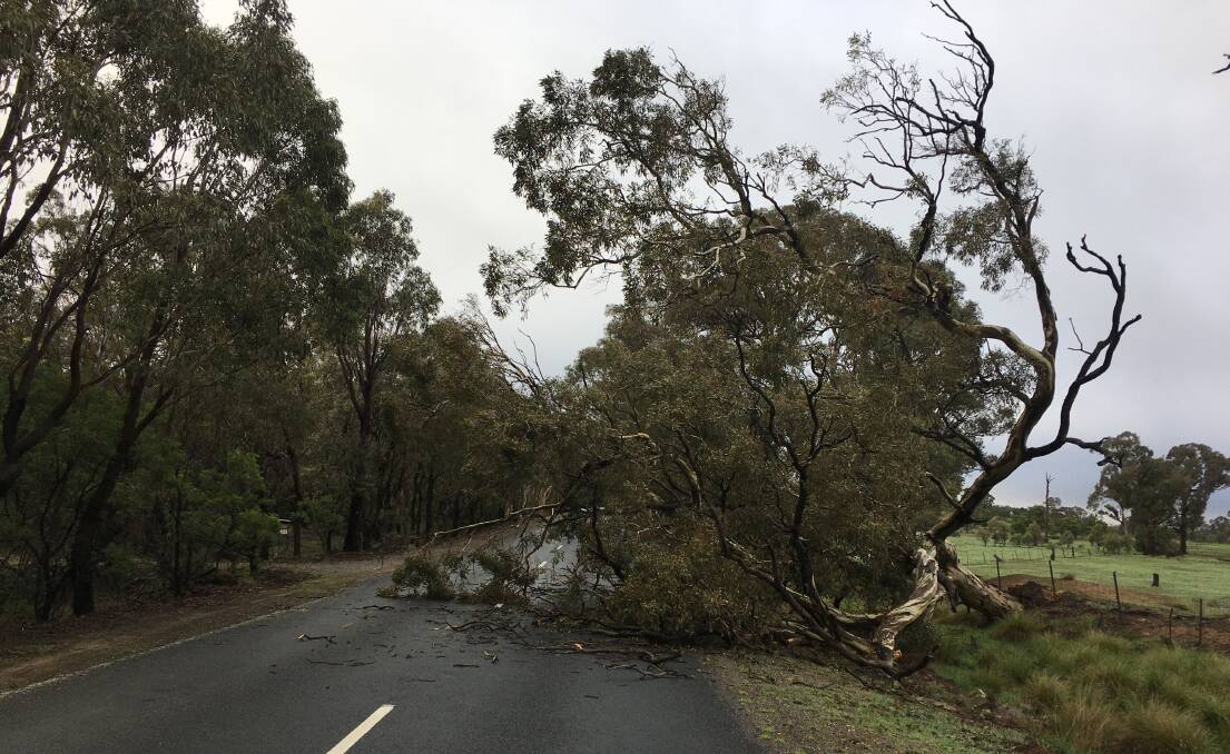 A stressed tree, hit by drought then heavy rainfall, falls across the road.