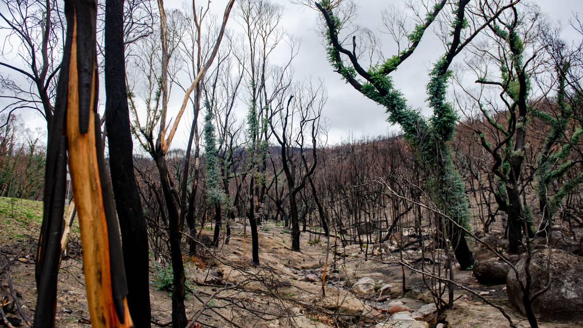 The Orroral Valley fire ripped through 80 per cent of Namadgi National Park. Picture: Elesa Kurtz