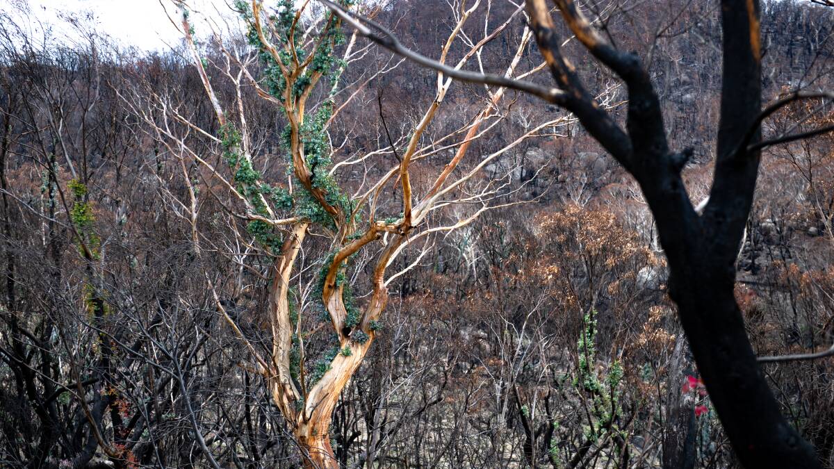Parts of the Namadgi National Park have begun to regenerate following January's bushfires. Picture: Elesa Kurtz 