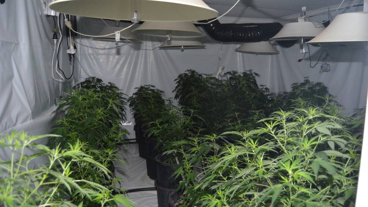 Cannabis found in a grow house in Kaleen uncovered by police on Saturday. Picture: ACT Policing