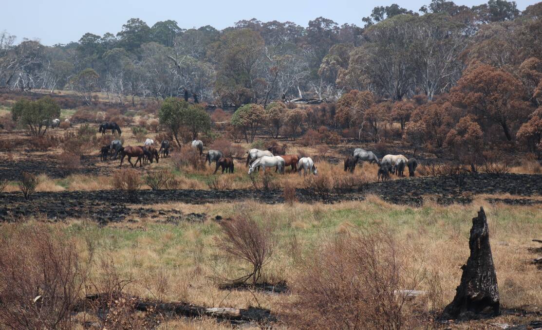 Mob of wild horses on the fire-ravaged Long Plain. Picture: Supplied