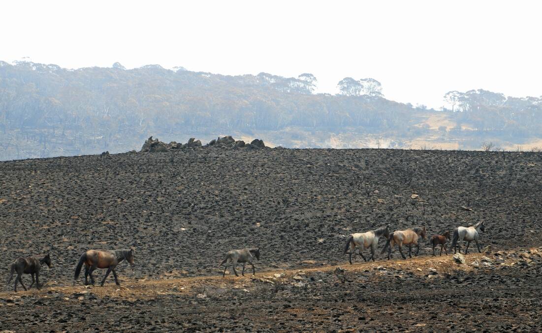 Wild horses move through a burnt-out area. Picture: Supplied