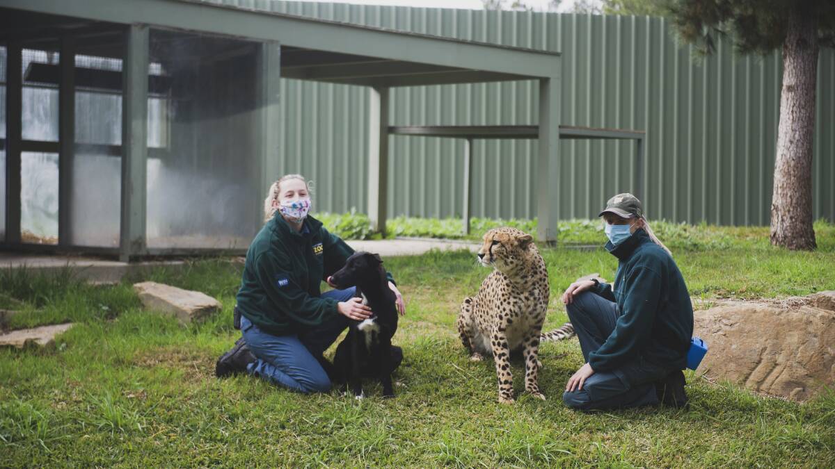 Cheetah keepers Lucy Nugent and Leah Carnegie playing with Zama and Solo. Picture: Dion Georgopoulos