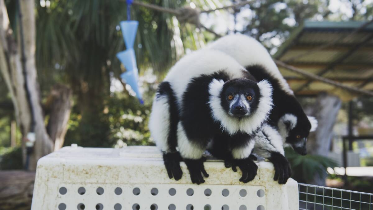 Black and white ruffed lemurs at Canberra National Zoo and Aquarium. Picture: Dion Georgopoulos