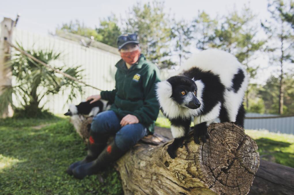 Primate keeper Georgia Clark with black and white ruffed lemurs at Canberra National Zoo and Aquarium. Picture: Dion Georgopoulos