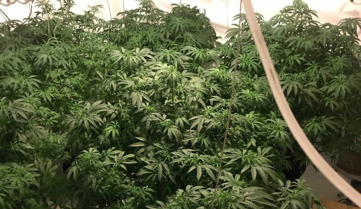 Cannabis plants that were allegedly found at the Charnwood home of accused gunman Benjamin Darrell Hallam. Picture: ACT Policing