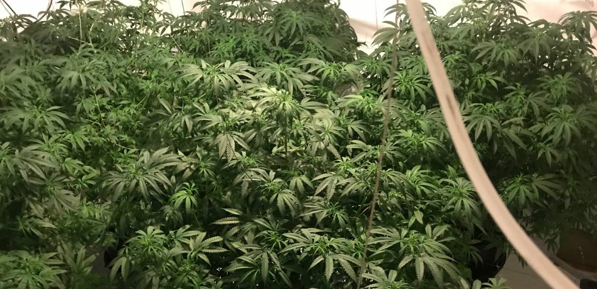 Cannabis plants found at the Charnwood home of Benjamin Darrell Hallam. Picture: ACT Policing