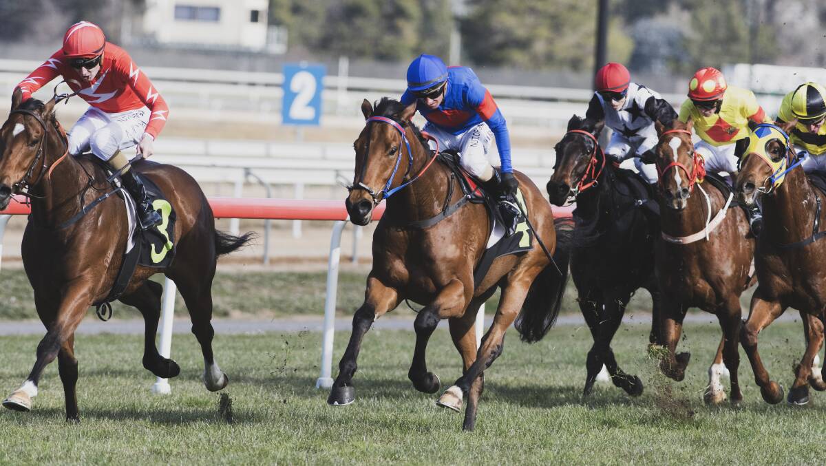 Jack the Brumby finished second in the maiden (1200 metres) at Thoroughbred Park. Picture: Dion Georgopoulos