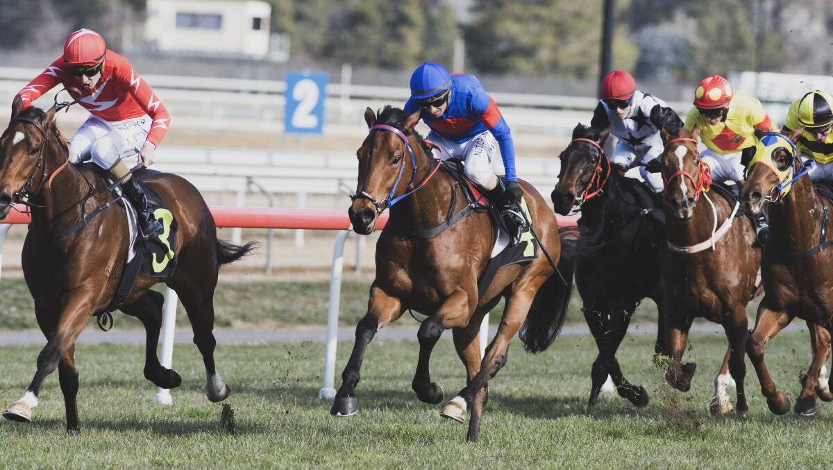 Nick Olive's Jack The Brumby will contest the maiden handicap (1400 metres) on Canberra Cup Day. Picture: Dion Georgopoulos