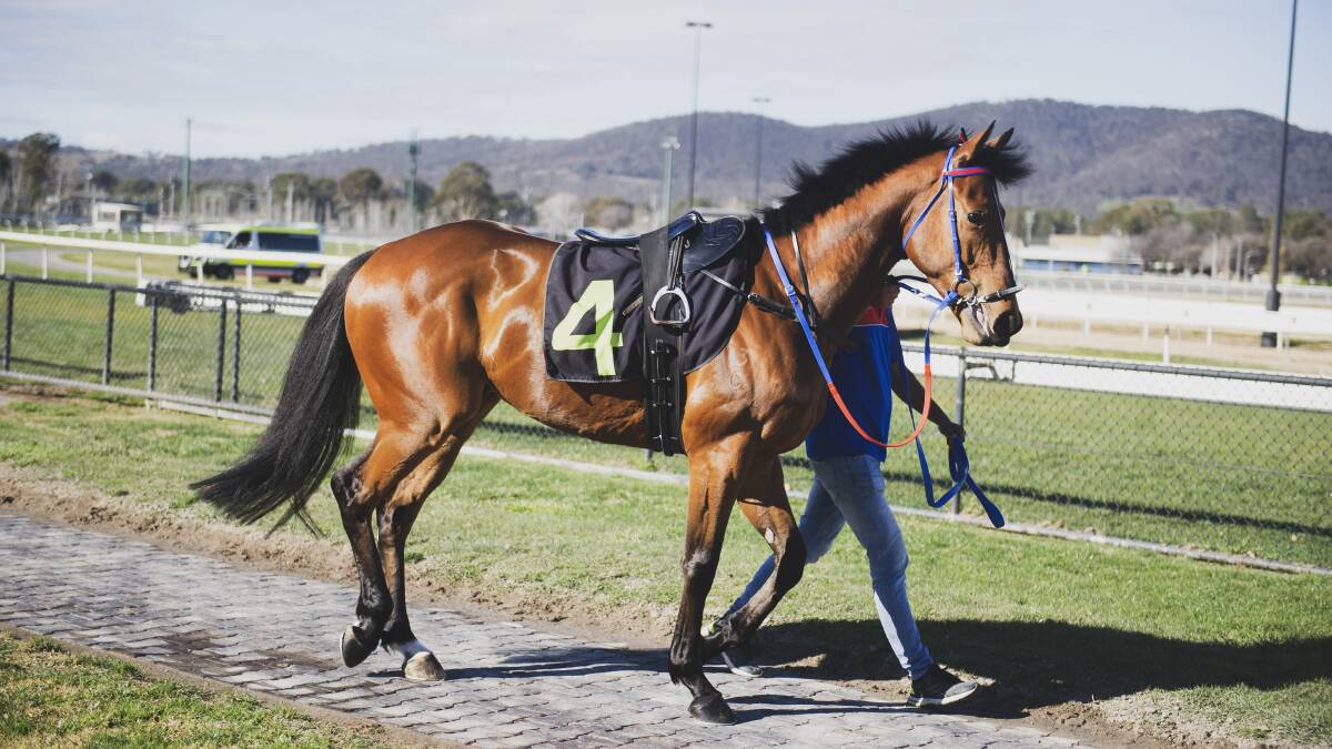 Jack the Brumby makes his racing debut at Thoroughbred Park. Picture: Dion Georgopoulos