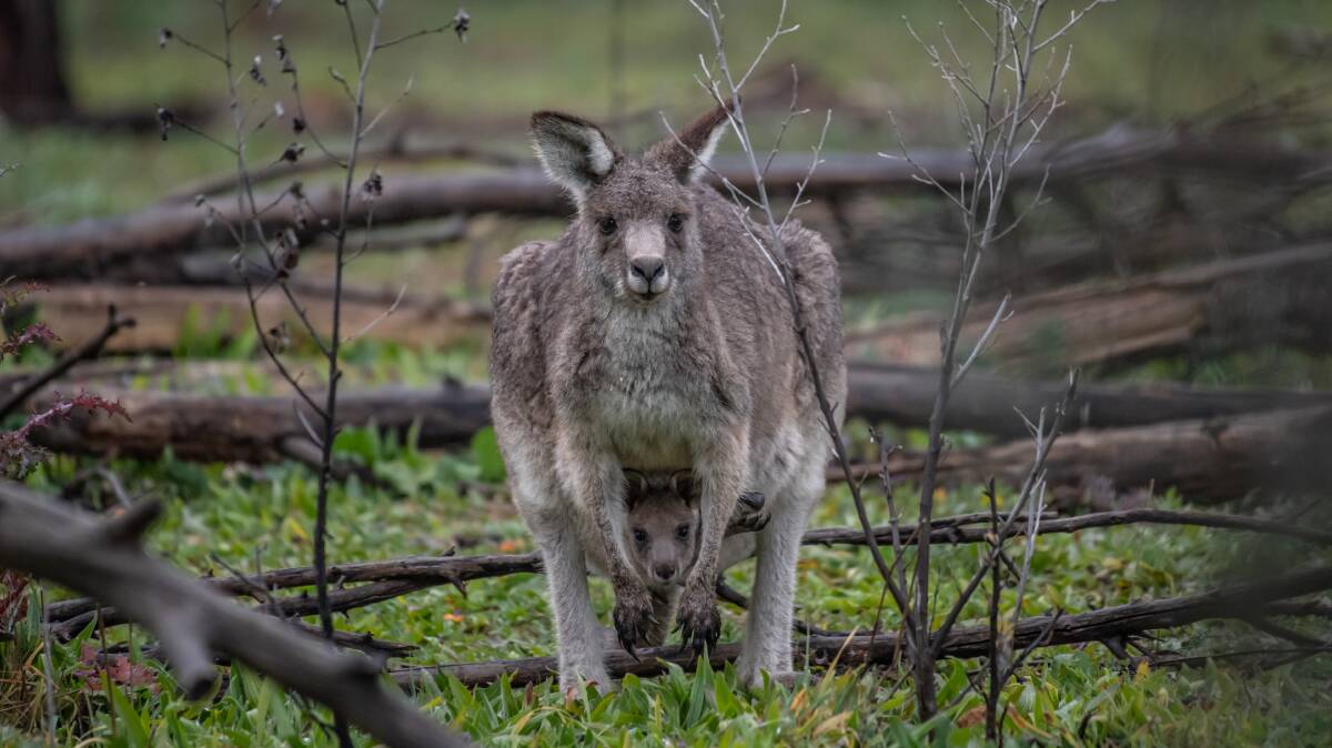 Australia's natural environment is at risk. Picture by Karleen Minney