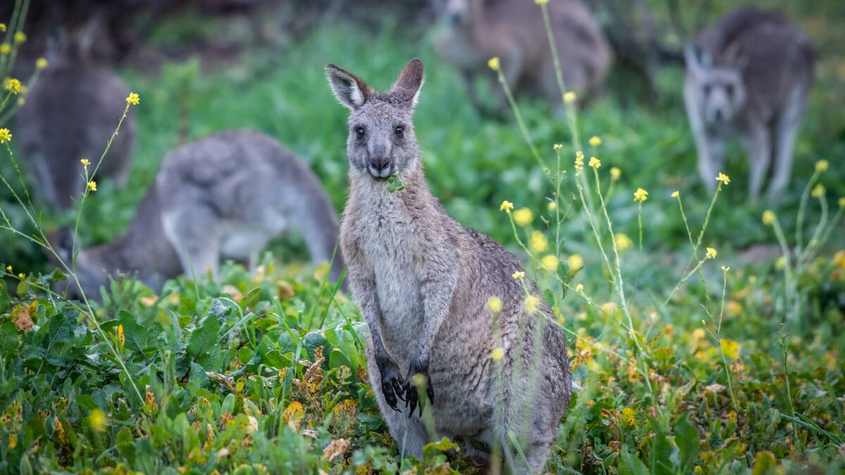 Kangaroos grazing at O'Connor Ridge during the annual Canberra cull. Picture: Karleen Minney