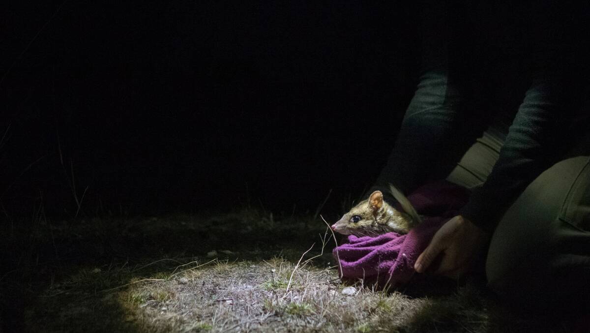 Releasing only expectant mothers back to the wild gave the quolls an 88 per cent survival rate. Picture: Lannon Harley