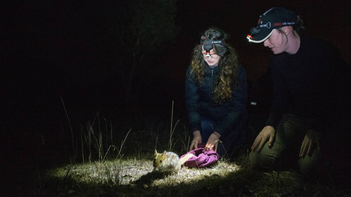 Researchers reintroducing eastern quolls back into the wild at Mulligans Flat. It's been found reintroducing only expectant mothers has boosted survival rates. Picture: Lannon Harley