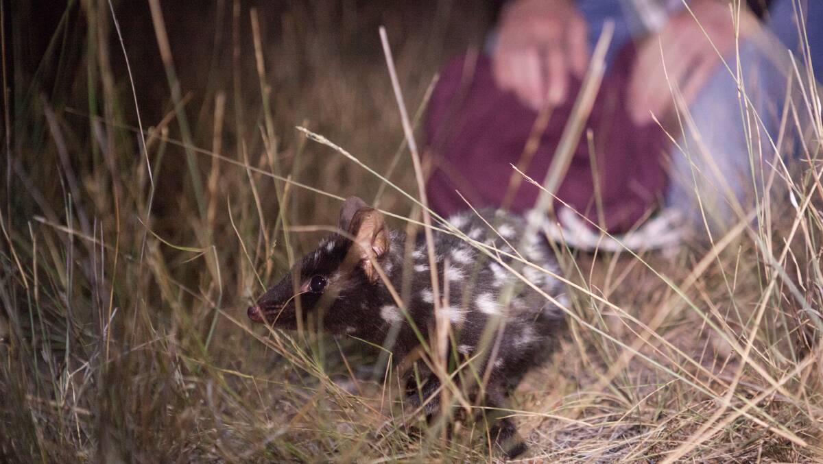 A future release of more quolls into Mulligans Flat is planned for October. Picture: Lannon Harley