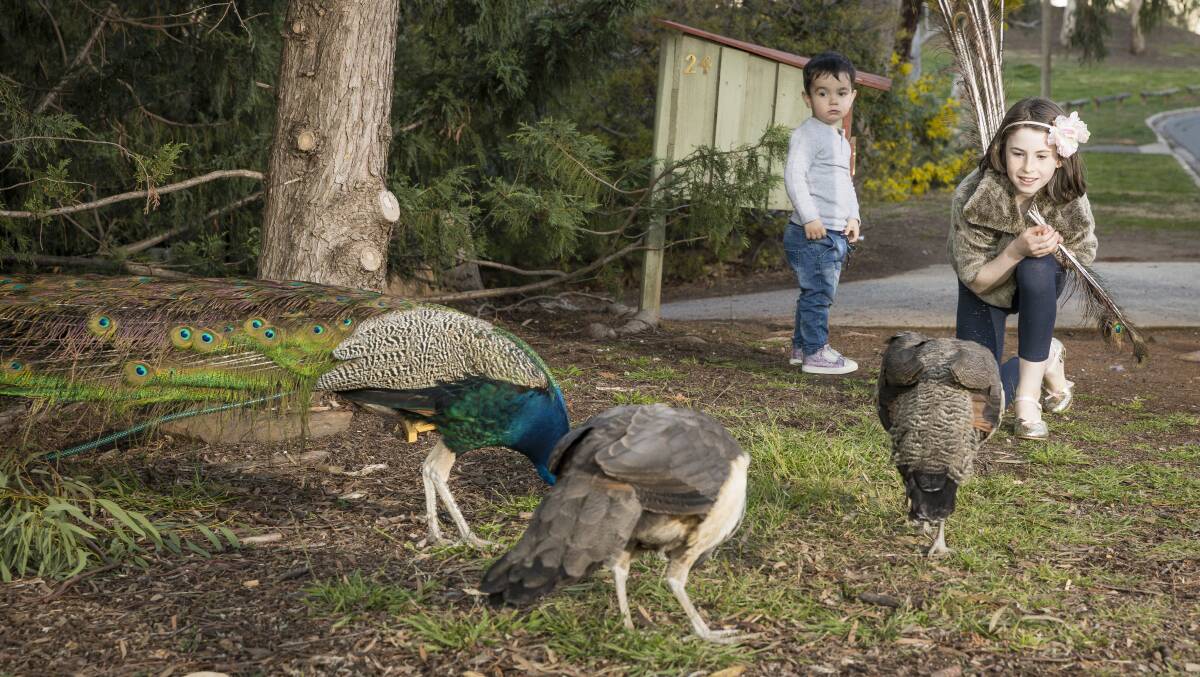 Angus Peascod, 2, and Saskia Gutman, 9, with some of the inner south peafowl on Wednesday. Picture: Sitthixay Ditthavong