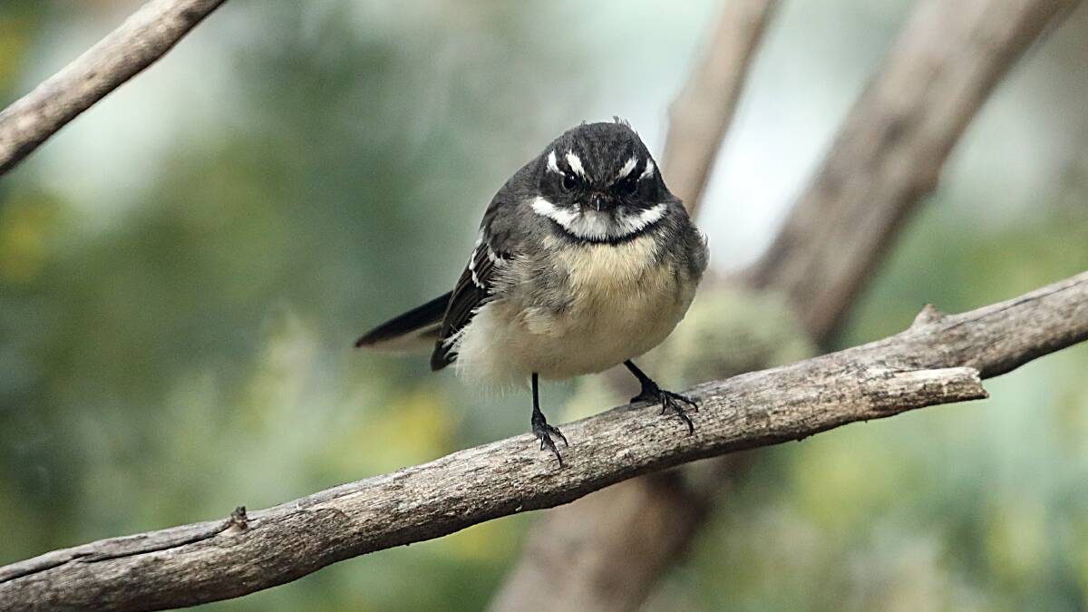 A timid grey fantail. Picture: David Flannery