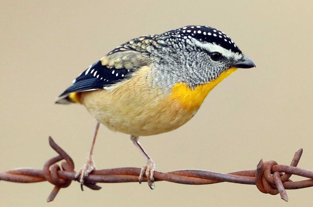 A rare spotted pardalote, often seen around the Australian National Botanic Gardens. Picture: David Flannery