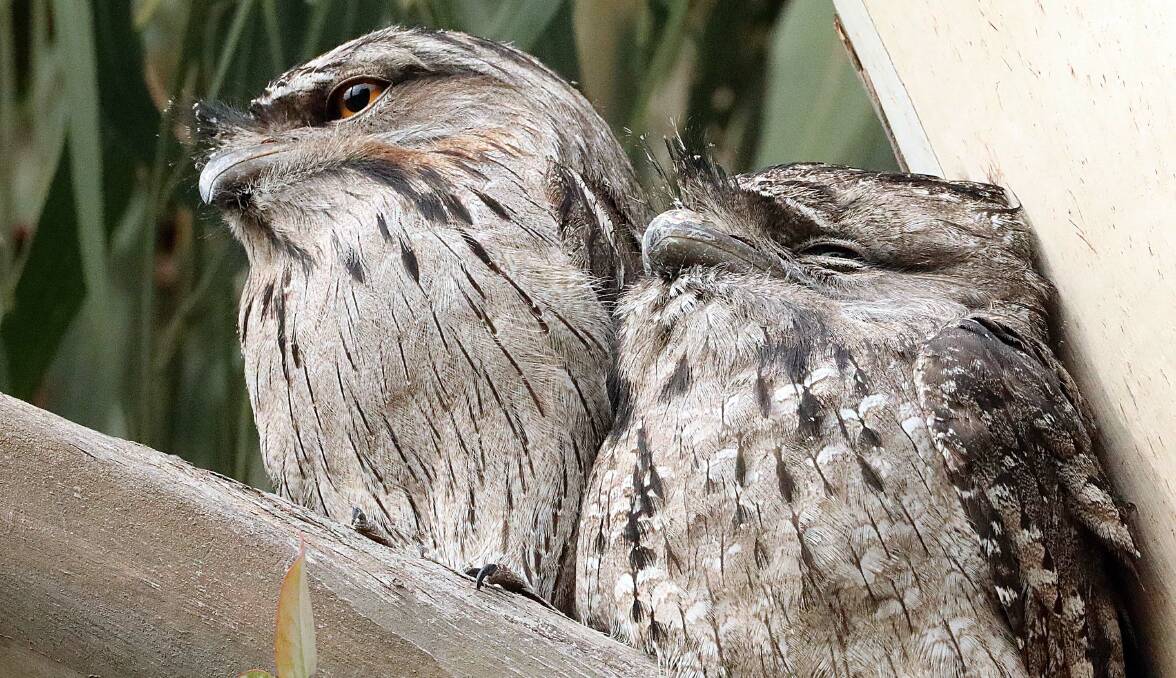 Tawny frogmouths have worked out how to form partnerships for life. Picture: David Flannery