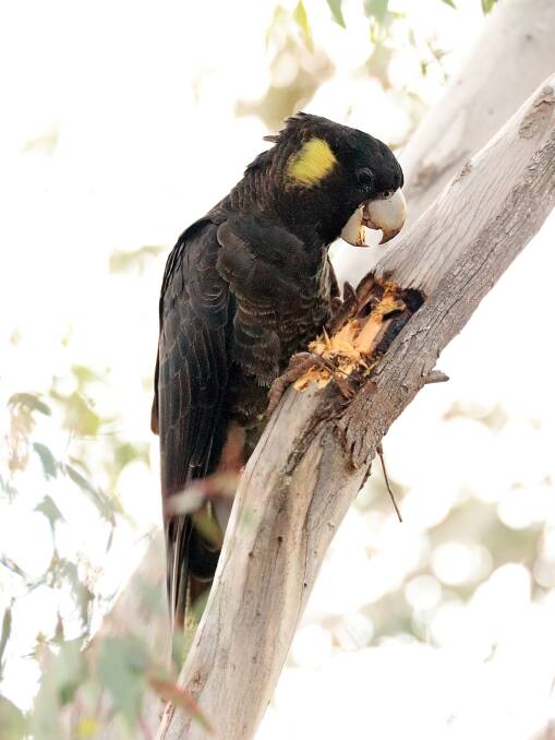 The yellow-tailed black cockatoo has a mournful cry. Picture: David Flannery