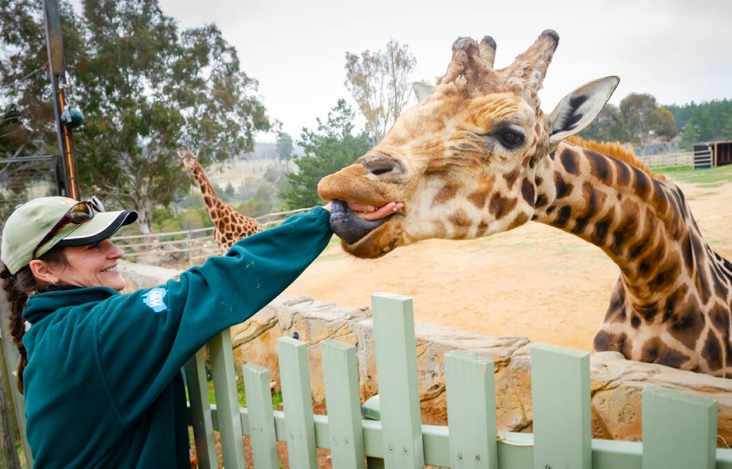 National Zoo and Aquarium senior wildlife keeper Katie Ness feeds giraffe Hummer treats for his 19th birthday. Picture: Elesa Kurtz