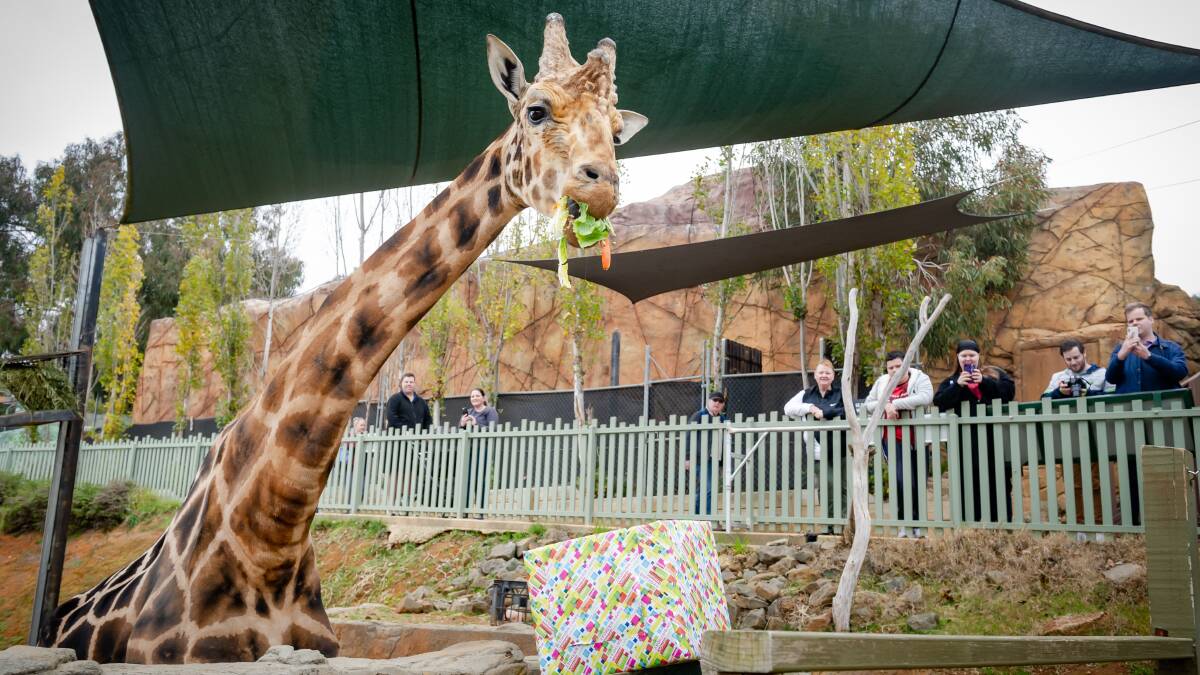 Giraffe Hummer enjoys a box of treats for his birthday on Saturday. Picture: Elesa Kurtz