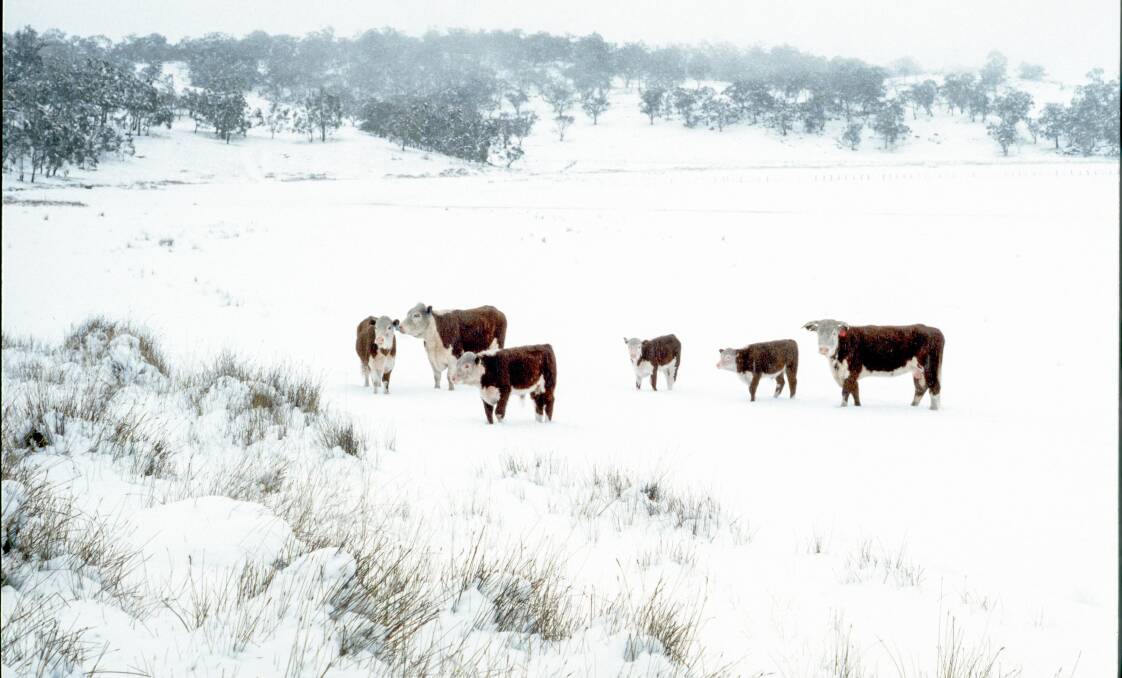 Hereford cattle in late season snow in the Snowy Mountains. Picture: Matthew Higgins
