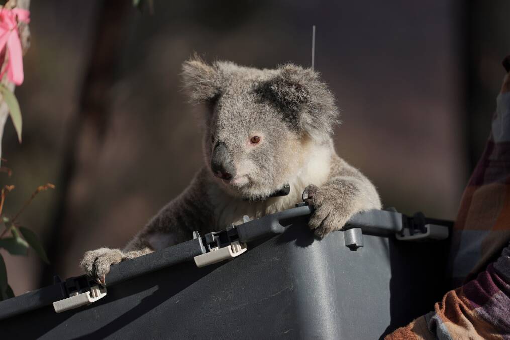 Rescued from the bushfires and nursed back to full health, a wild koala with a GPS tracker attached is released back into the same bushland at the Two Thumbs Wildlife Trust's koala sanctuary at Peak View. Picture: ANU (Supplied)